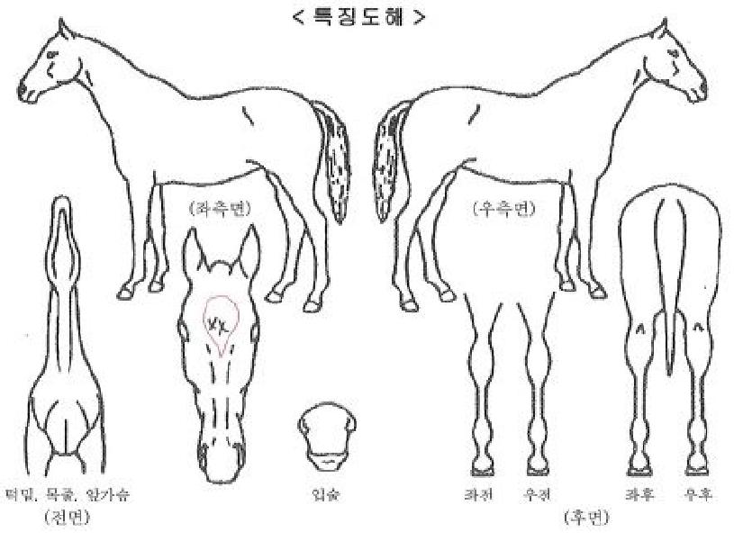 ÇູƮ¸®ÀÇ Ãø¸é,¿ì¸é,µÞ¸é,µÎ»ó,´Ù¸®ÀÇ Æ¯Â¡µµÇØ