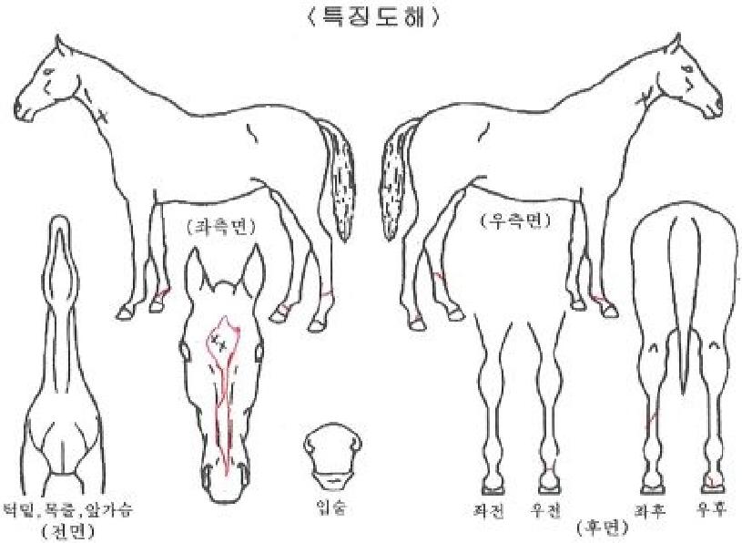 �׸�ȭ��Ʈ�� ����,���,�޸�,�λ�,�ٸ��� Ư¡����