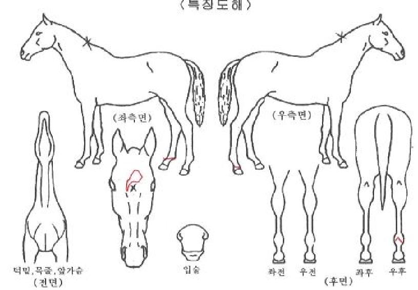 ´ÚÅͺñ¼óÀÇ Ãø¸é,¿ì¸é,µÞ¸é,µÎ»ó,´Ù¸®ÀÇ Æ¯Â¡µµÇØ