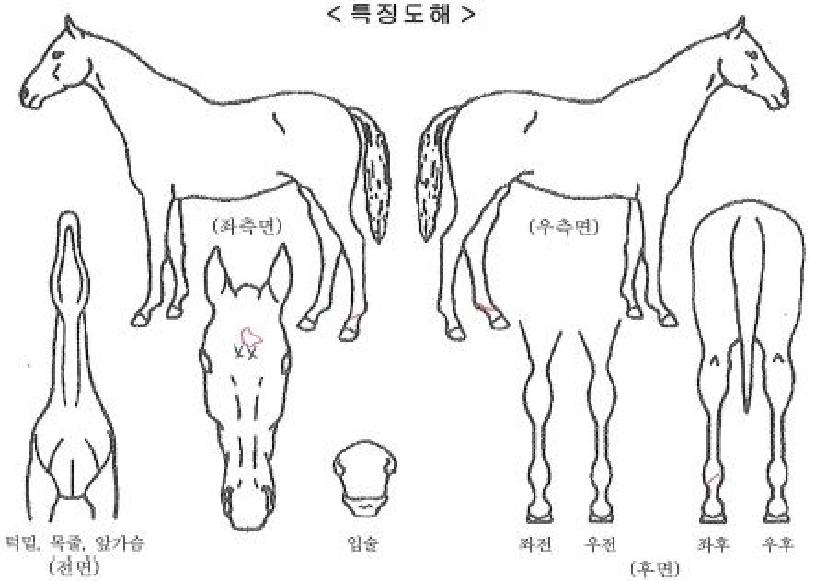 ·¯½Ã¿ÍÀϵåÀÇ Ãø¸é,¿ì¸é,µÞ¸é,µÎ»ó,´Ù¸®ÀÇ Æ¯Â¡µµÇØ