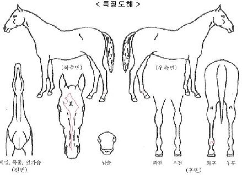 ´ÚÅÍ¿¡À̽ºÀÇ Ãø¸é,¿ì¸é,µÞ¸é,µÎ»ó,´Ù¸®ÀÇ Æ¯Â¡µµÇØ