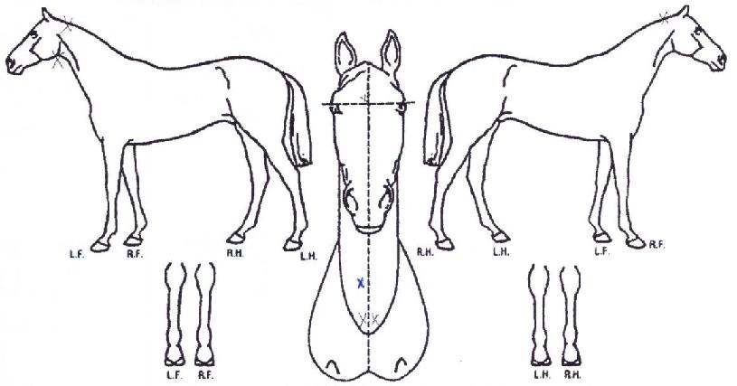 Æ®·¯ºí¸¶¸°ÀÇ Ãø¸é,¿ì¸é,µÞ¸é,µÎ»ó,´Ù¸®ÀÇ Æ¯Â¡µµÇØ