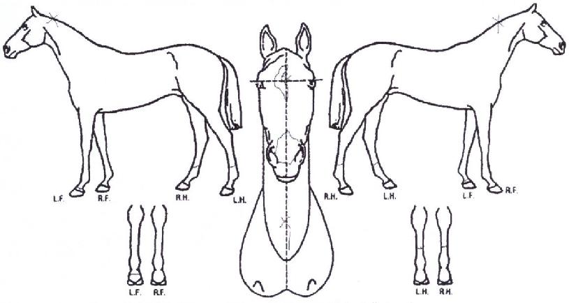 īŻ¸®³ª¸¶¸°ÀÇ Ãø¸é,¿ì¸é,µÞ¸é,µÎ»ó,´Ù¸®ÀÇ Æ¯Â¡µµÇØ