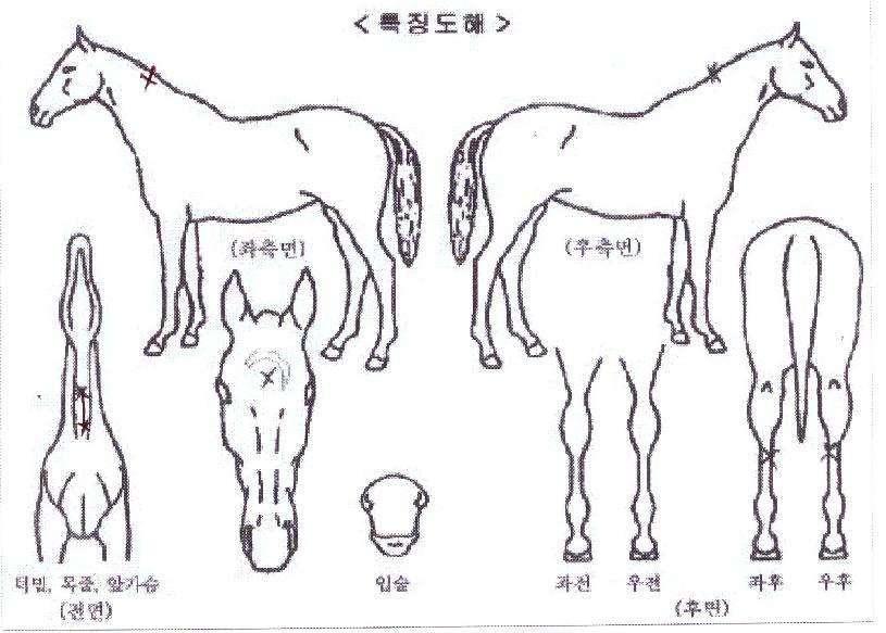 ¿À¾Æ½Ã½º·çºñÀÇ Ãø¸é,¿ì¸é,µÞ¸é,µÎ»ó,´Ù¸®ÀÇ Æ¯Â¡µµÇØ