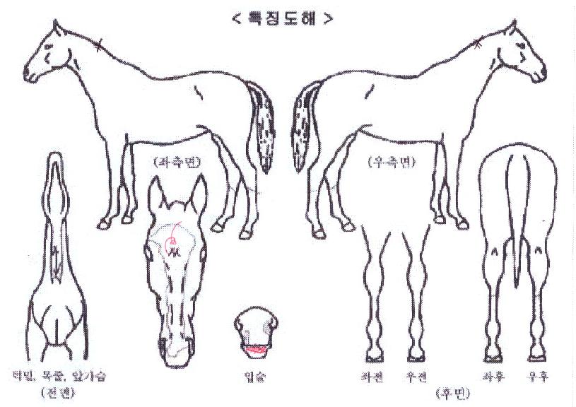 ºí·çÆ®¸®ÀÇ Ãø¸é,¿ì¸é,µÞ¸é,µÎ»ó,´Ù¸®ÀÇ Æ¯Â¡µµÇØ