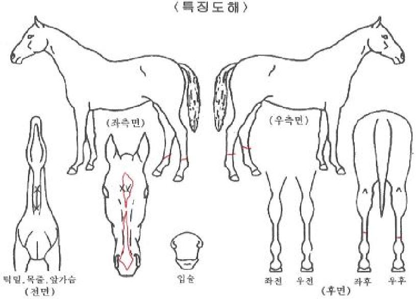 �뼺�϶��� ����,���,�޸�,�λ�,�ٸ��� Ư¡����