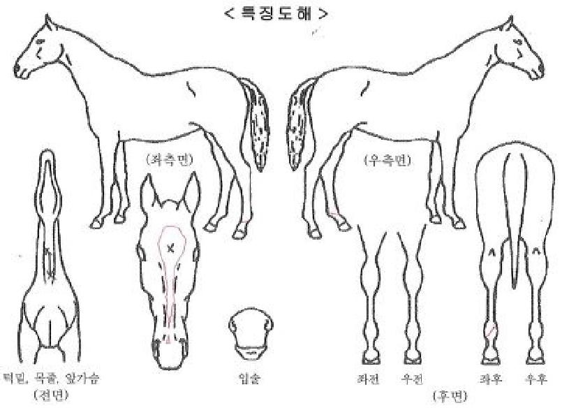 ¼±ÍÆ®·¯½ºÆ®ÀÇ Ãø¸é,¿ì¸é,µÞ¸é,µÎ»ó,´Ù¸®ÀÇ Æ¯Â¡µµÇØ