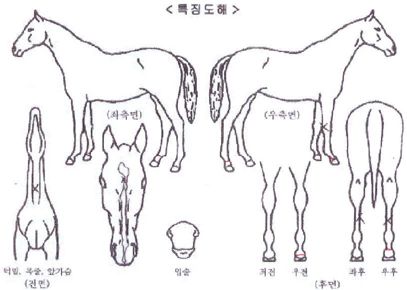 �׷���ƮŸ���� ����,���,�޸�,�λ�,�ٸ��� Ư¡����