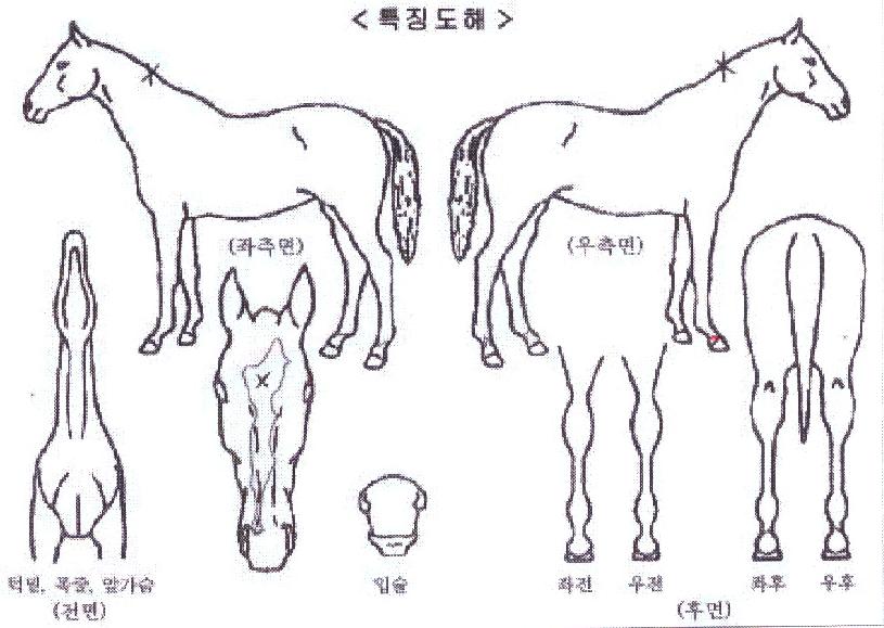 ÇʽÂÀ§³ÊÀÇ Ãø¸é,¿ì¸é,µÞ¸é,µÎ»ó,´Ù¸®ÀÇ Æ¯Â¡µµÇØ