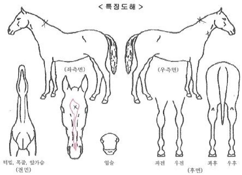 ����Ʈ���� ����,���,�޸�,�λ�,�ٸ��� Ư¡����