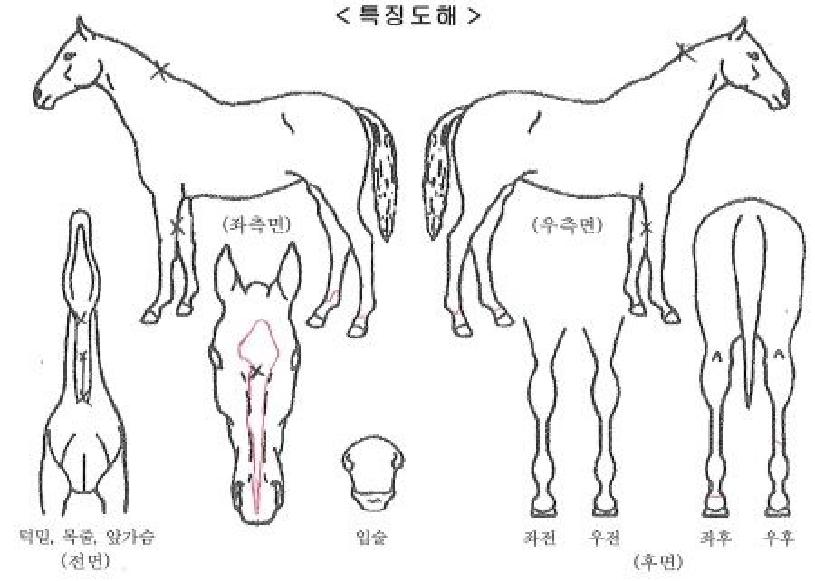 ¿Àº¹¿ª¸¶ÀÇ Ãø¸é,¿ì¸é,µÞ¸é,µÎ»ó,´Ù¸®ÀÇ Æ¯Â¡µµÇØ