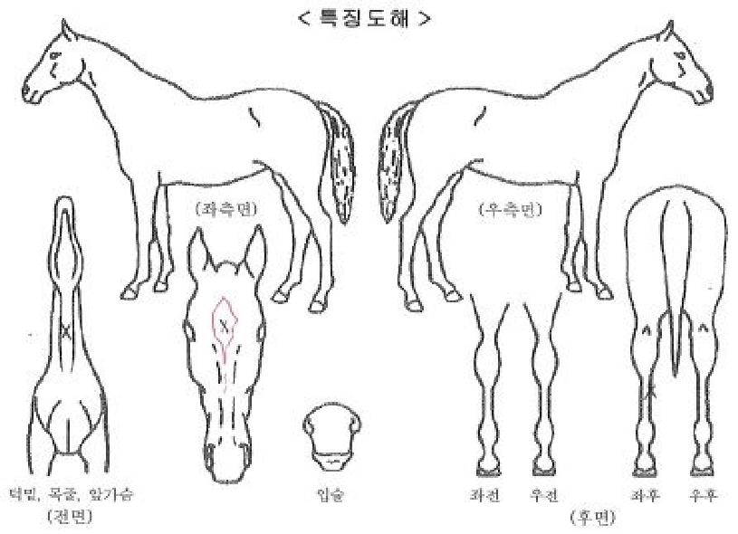 ¹ÙÀÌ·²È÷Æ®ÀÇ Ãø¸é,¿ì¸é,µÞ¸é,µÎ»ó,´Ù¸®ÀÇ Æ¯Â¡µµÇØ