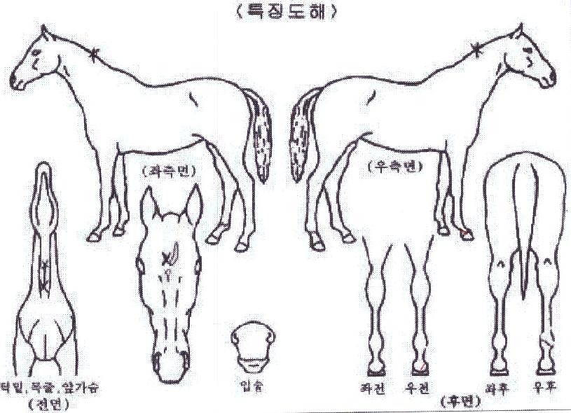 �Ҹ��Ǳ��� ����,���,�޸�,�λ�,�ٸ��� Ư¡����