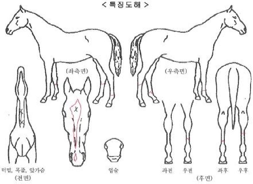 ·¯ºí¸®ÄÉÀϸ°ÀÚ¸¶ÀÇ Ãø¸é,¿ì¸é,µÞ¸é,µÎ»ó,´Ù¸®ÀÇ Æ¯Â¡µµÇØ