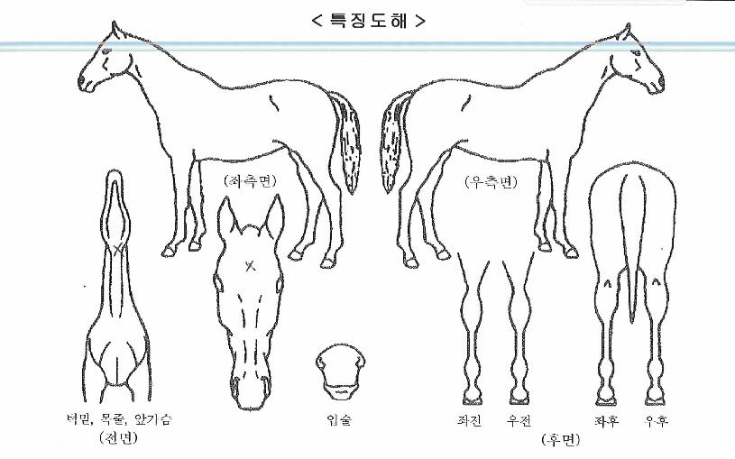 ¸í±Û·Î¹úÀÇ Ãø¸é,¿ì¸é,µÞ¸é,µÎ»ó,´Ù¸®ÀÇ Æ¯Â¡µµÇØ