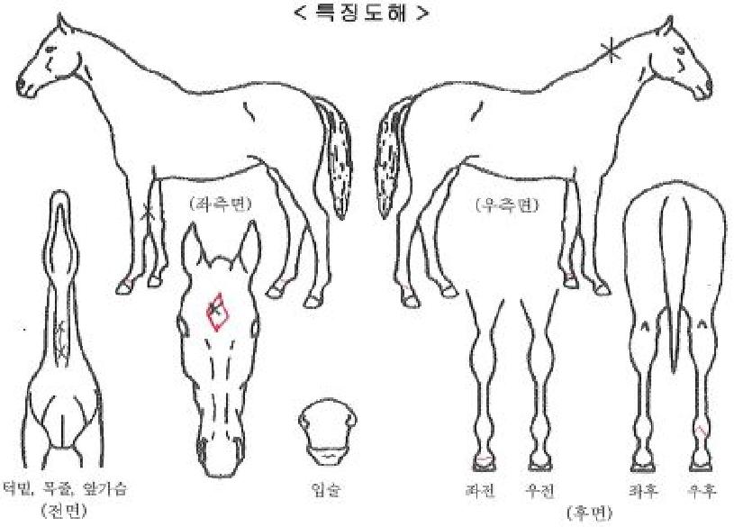 ����õ���ڸ��� ����,���,�޸�,�λ�,�ٸ��� Ư¡����