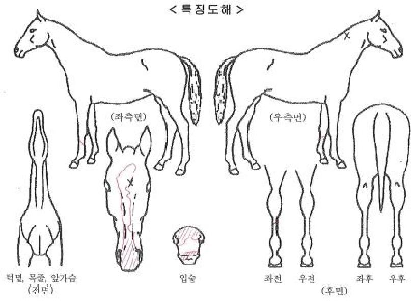 ¶óÀÌ¡±Û·Î¸®ÀÚ¸¶ÀÇ Ãø¸é,¿ì¸é,µÞ¸é,µÎ»ó,´Ù¸®ÀÇ Æ¯Â¡µµÇØ