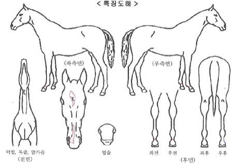 ÀÌ¿ùÀÚ¸¶ÀÇ Ãø¸é,¿ì¸é,µÞ¸é,µÎ»ó,´Ù¸®ÀÇ Æ¯Â¡µµÇØ