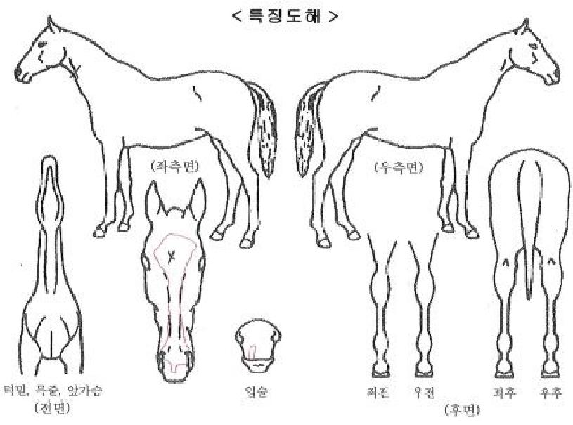 ¼ºêÀÕÄݵåÀÚ¸¶ÀÇ Ãø¸é,¿ì¸é,µÞ¸é,µÎ»ó,´Ù¸®ÀÇ Æ¯Â¡µµÇØ