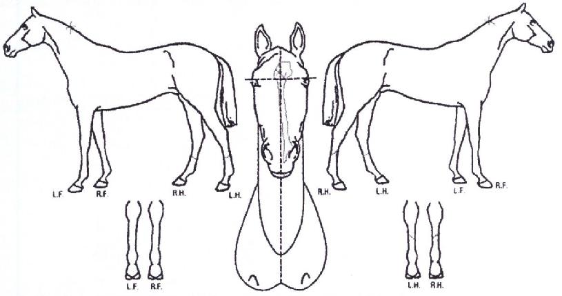 ÀϰÆÄÀÌÅÍÀÇ Ãø¸é,¿ì¸é,µÞ¸é,µÎ»ó,´Ù¸®ÀÇ Æ¯Â¡µµÇØ