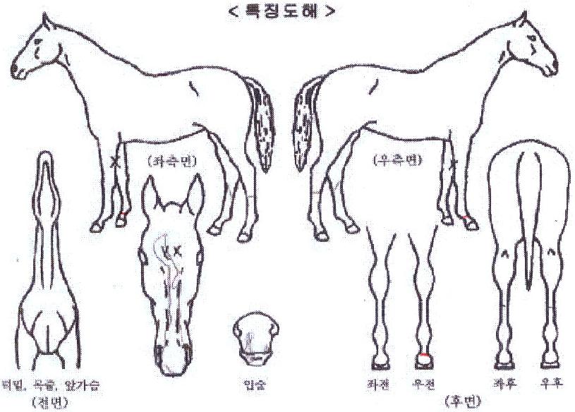 °·ÄÇÑÀÇ Ãø¸é,¿ì¸é,µÞ¸é,µÎ»ó,´Ù¸®ÀÇ Æ¯Â¡µµÇØ