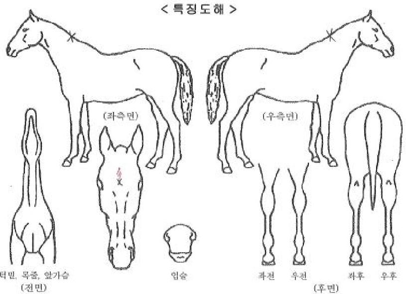 �Ŀ�Ʈ���� ����,���,�޸�,�λ�,�ٸ��� Ư¡����