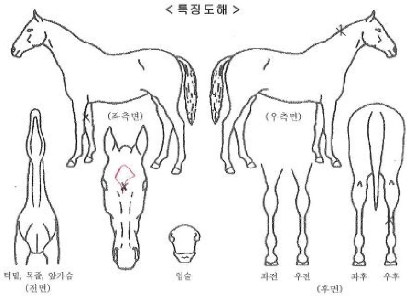 ´ÙÀ̾ÆÅ·´ýÀÇ Ãø¸é,¿ì¸é,µÞ¸é,µÎ»ó,´Ù¸®ÀÇ Æ¯Â¡µµÇØ