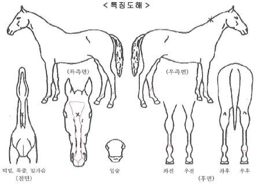 ��������������Ʈ�ڸ��� ����,���,�޸�,�λ�,�ٸ��� Ư¡����