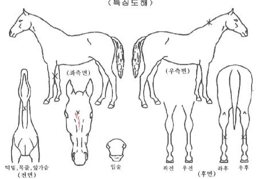 �����ϴ��ڸ��� ����,���,�޸�,�λ�,�ٸ��� Ư¡����