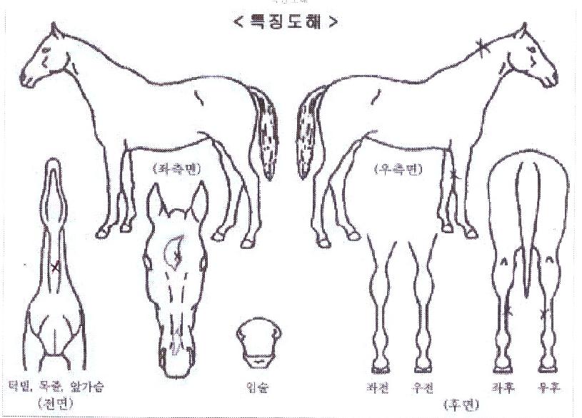 ŸÀ̰žîÆÛÄÆÀÇ Ãø¸é,¿ì¸é,µÞ¸é,µÎ»ó,´Ù¸®ÀÇ Æ¯Â¡µµÇØ