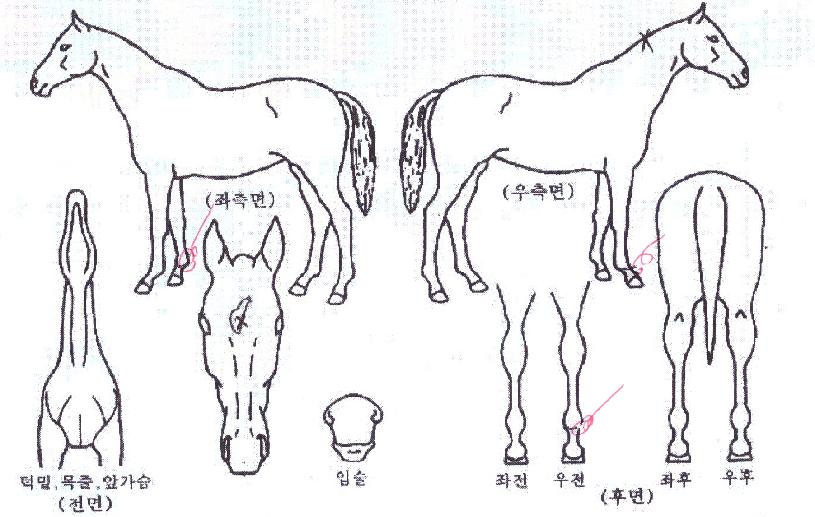 ����Ǻ��� ����,���,�޸�,�λ�,�ٸ��� Ư¡����