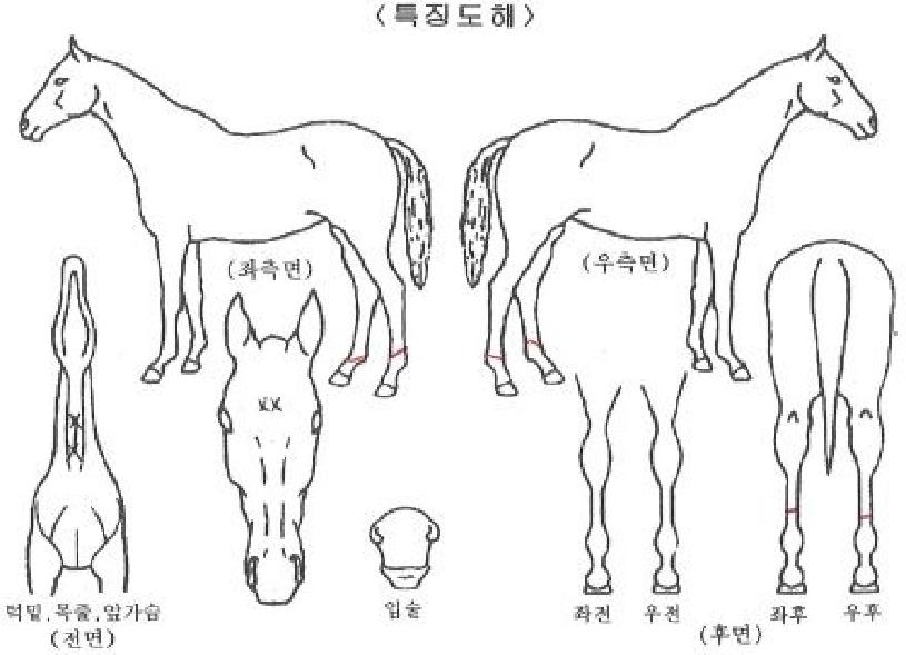 °Ã¶¿ª¸¶ÀÇ Ãø¸é,¿ì¸é,µÞ¸é,µÎ»ó,´Ù¸®ÀÇ Æ¯Â¡µµÇØ