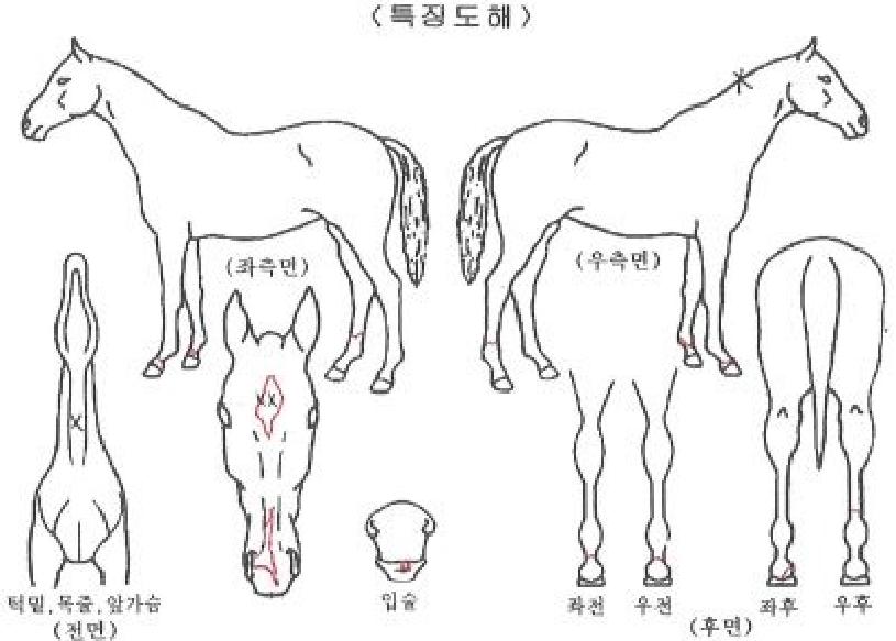 û���������� ����,���,�޸�,�λ�,�ٸ��� Ư¡����