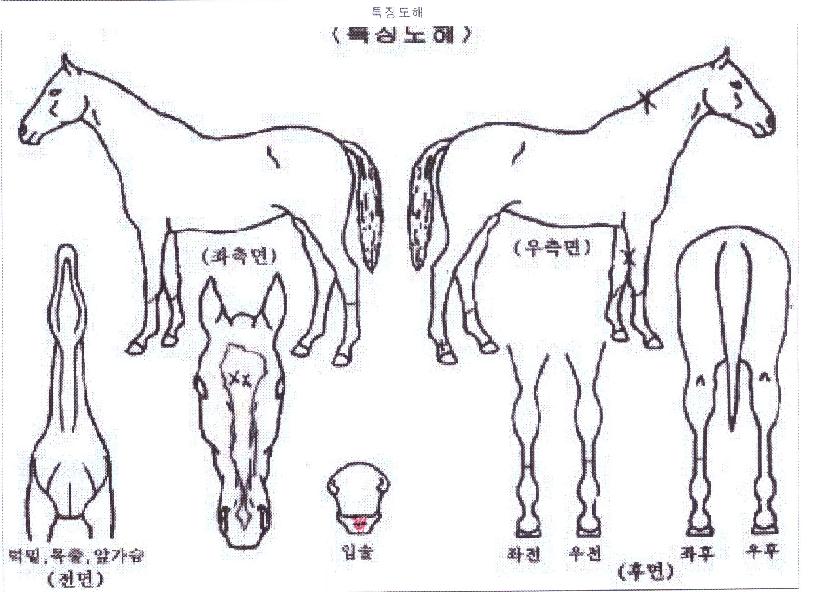 �뼺������ ����,���,�޸�,�λ�,�ٸ��� Ư¡����