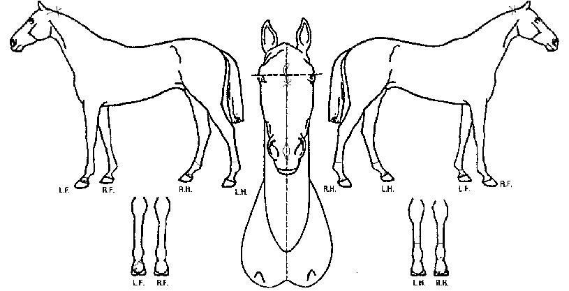 Å©·¹ÀÌÁö¾Æ¹ÌÀÇ Ãø¸é,¿ì¸é,µÞ¸é,µÎ»ó,´Ù¸®ÀÇ Æ¯Â¡µµÇØ