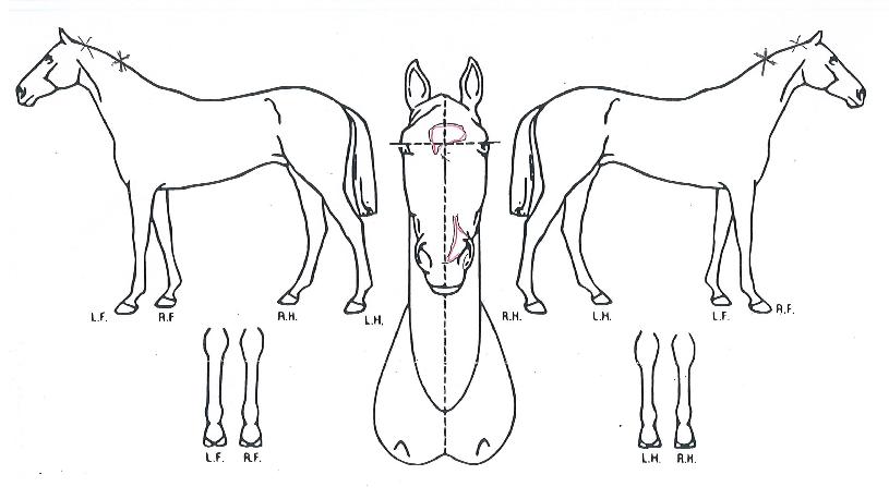 Ʈ������� ����,���,�޸�,�λ�,�ٸ��� Ư¡����