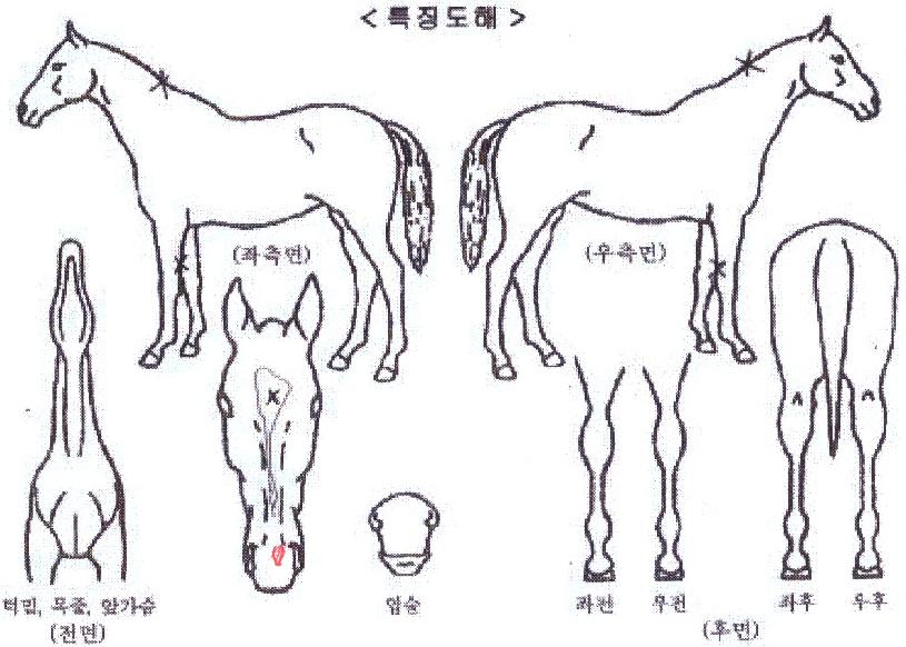 ÈÄÀÌÁ½ºÆ®ÀÇ Ãø¸é,¿ì¸é,µÞ¸é,µÎ»ó,´Ù¸®ÀÇ Æ¯Â¡µµÇØ