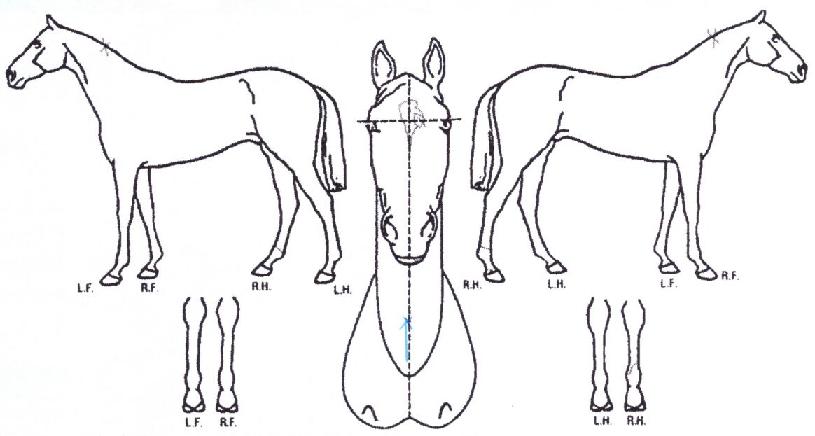 ÃÊ¿ùÀǹݼ®ÀÇ Ãø¸é,¿ì¸é,µÞ¸é,µÎ»ó,´Ù¸®ÀÇ Æ¯Â¡µµÇØ