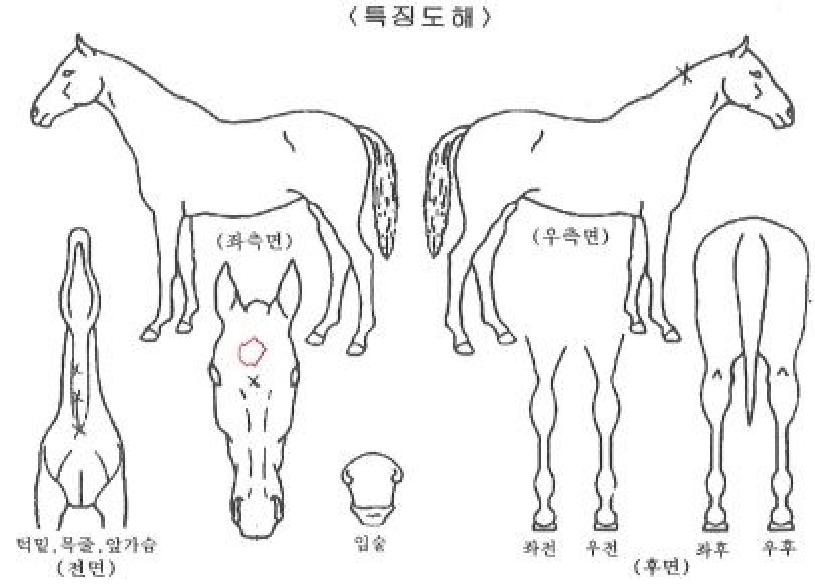 À§³Ê³²ÃÌÀÇ Ãø¸é,¿ì¸é,µÞ¸é,µÎ»ó,´Ù¸®ÀÇ Æ¯Â¡µµÇØ