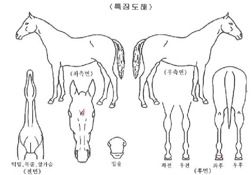 ½ºÆäÀ̽º°ñµåÀÇ Ãø¸é,¿ì¸é,µÞ¸é,µÎ»ó,´Ù¸®ÀÇ Æ¯Â¡µµÇØ