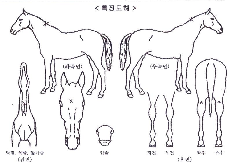 �۰���� ����,���,�޸�,�λ�,�ٸ��� Ư¡����