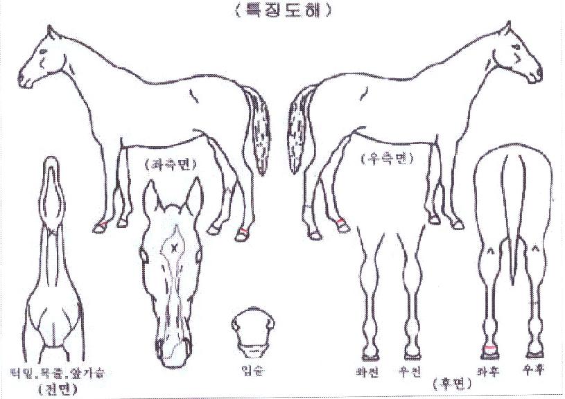 ¿À¾Æ½Ã½º¾Æµ¨ÀÇ Ãø¸é,¿ì¸é,µÞ¸é,µÎ»ó,´Ù¸®ÀÇ Æ¯Â¡µµÇØ