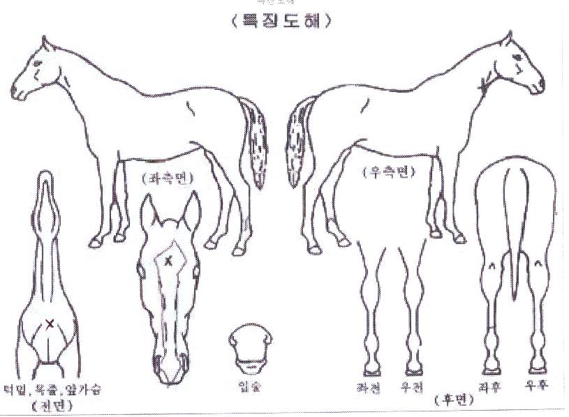 �׸������� ����,���,�޸�,�λ�,�ٸ��� Ư¡����