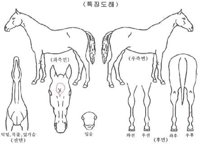 ����´��޻��ڸ��� ����,���,�޸�,�λ�,�ٸ��� Ư¡����