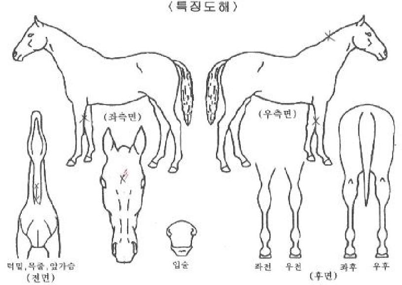 �����Ŀ��� ����,���,�޸�,�λ�,�ٸ��� Ư¡����