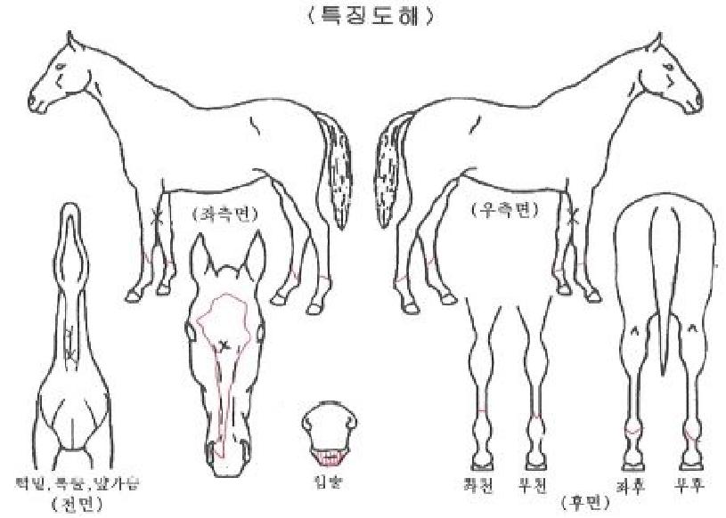 ¸ÞÀÌÅ©¸¶Àι̴ÏÀÚ¸¶ÀÇ Ãø¸é,¿ì¸é,µÞ¸é,µÎ»ó,´Ù¸®ÀÇ Æ¯Â¡µµÇØ