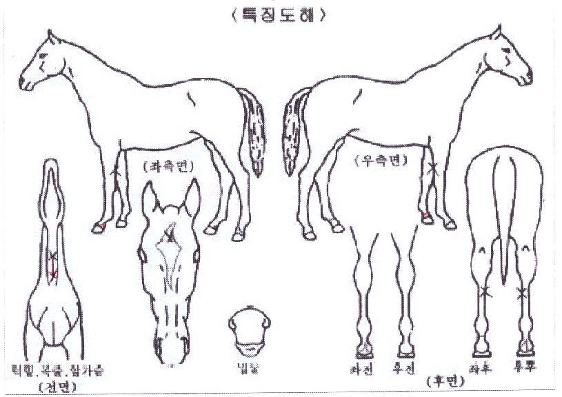 ��ġ��ī���� ����,���,�޸�,�λ�,�ٸ��� Ư¡����