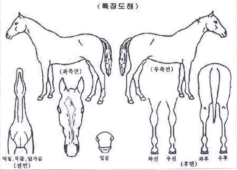 �ھ�Ÿ�̰��� ����,���,�޸�,�λ�,�ٸ��� Ư¡����