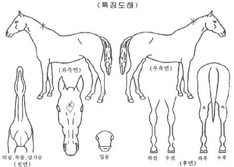 ���񸵵��÷����ڸ��� ����,���,�޸�,�λ�,�ٸ��� Ư¡����