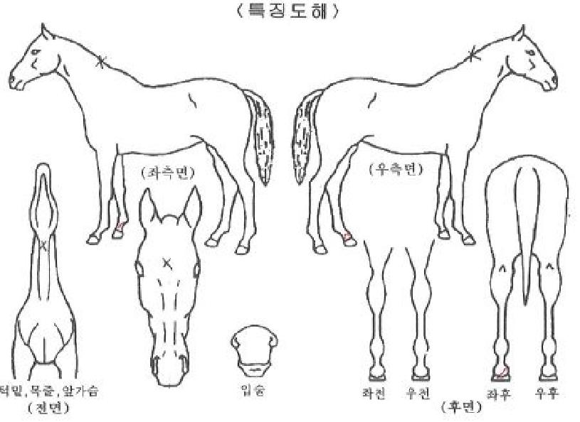 ũ���ֽ���Ʈ�� ����,���,�޸�,�λ�,�ٸ��� Ư¡����